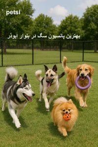 پانسیون سگ بلوار ابوذر