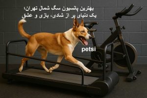 بهترین پانسیون سگ شمال تهران