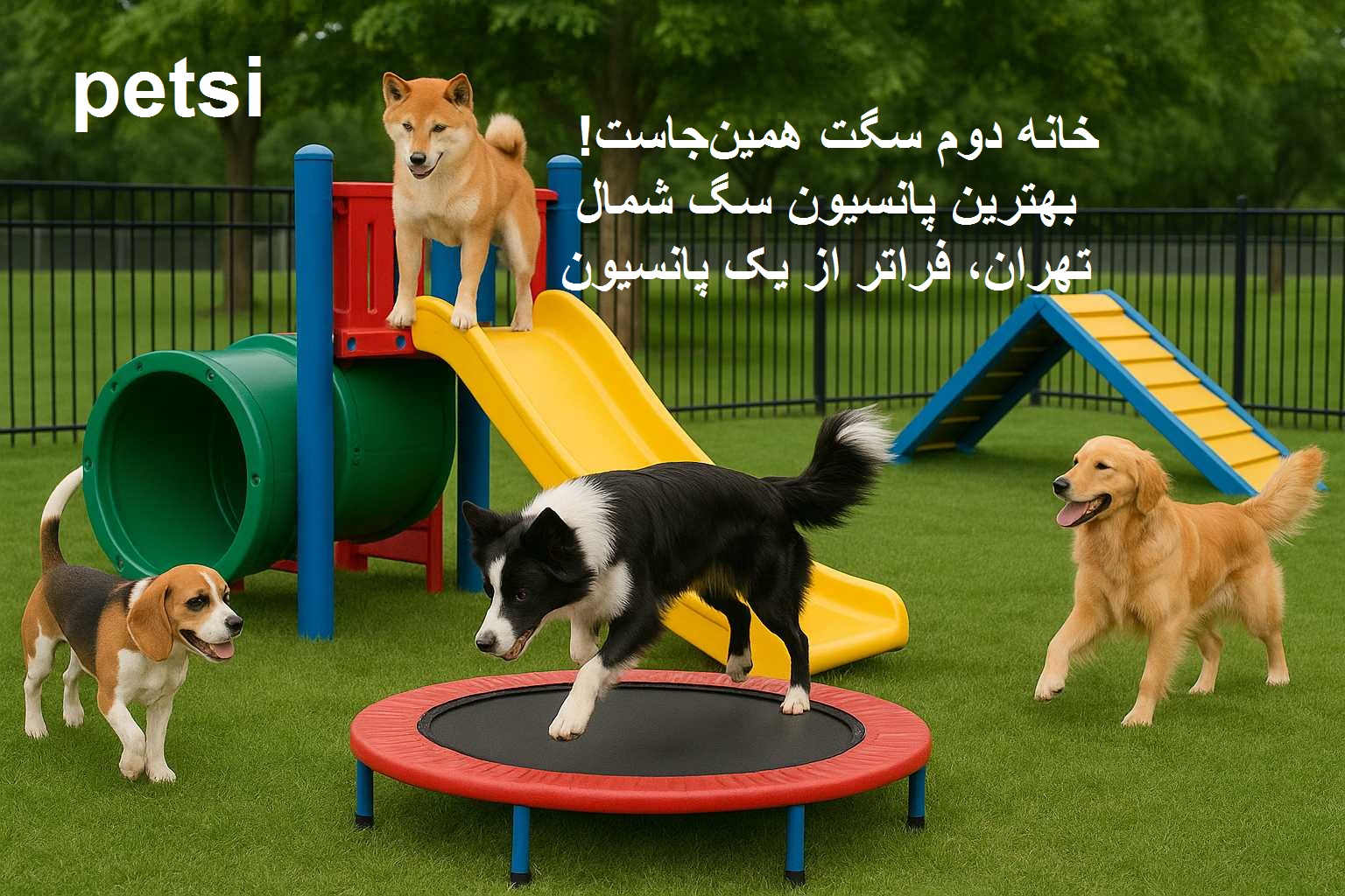 بهترین پانسیون سگ شمال تهران