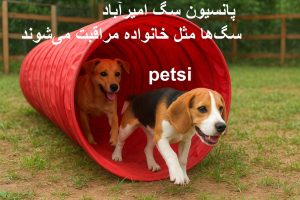 پانسیون سگ امیرآباد