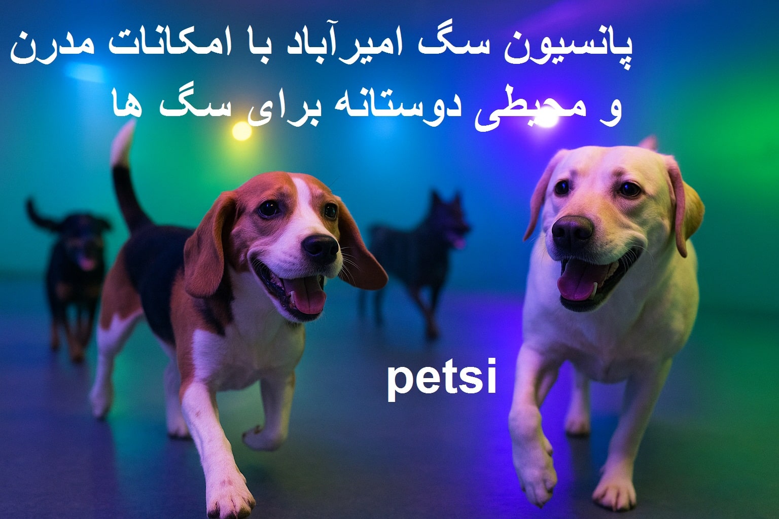 پانسیون سگ امیرآباد